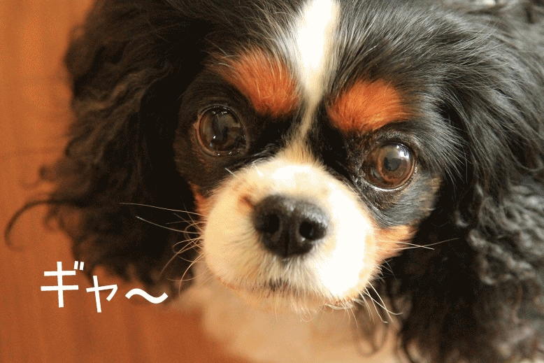 c0145250_1155327.gif