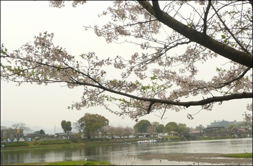 さくら舞う観桜会（熊本城）&平成Ｓ江津湖畔_f0224350_2224967.jpg