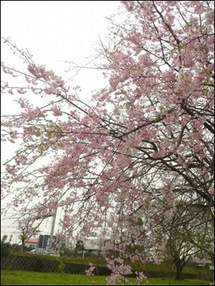 さくら舞う観桜会（熊本城）&平成Ｓ江津湖畔_f0224350_22251911.jpg