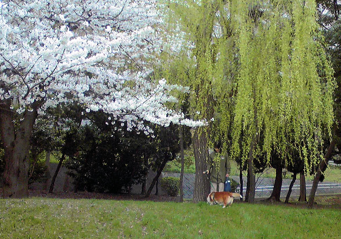 2013年　八重の桜はしばらく後で_c0050857_153415.jpg