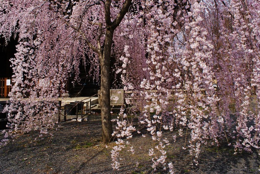 西陣の隠れた桜の名所立本寺　枝垂れ桜満開_b0063958_1756834.jpg