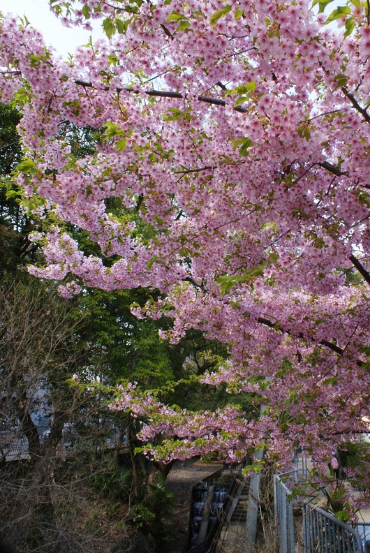 一条戻り橋の河津桜_b0063958_18122342.jpg