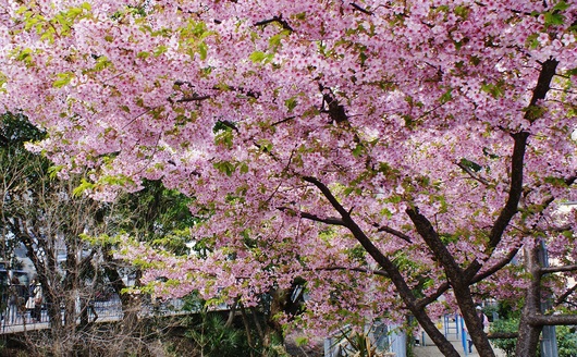 一条戻り橋の河津桜_b0063958_1812347.jpg