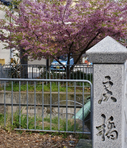 一条戻り橋の河津桜_b0063958_1813559.jpg