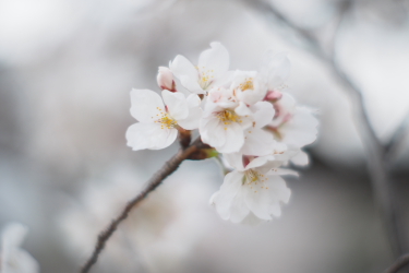 桜 - 新宿御苑にて_f0214858_18472716.jpg