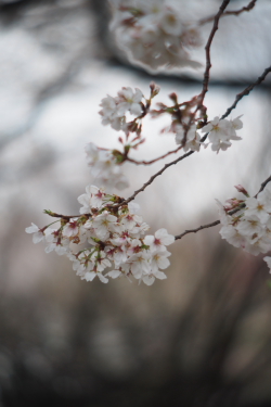 桜 - 新宿御苑にて_f0214858_18492436.jpg