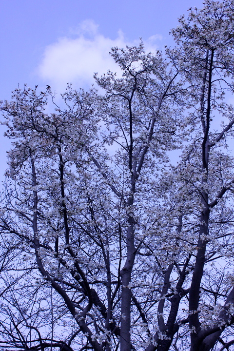 a0248459_20192.jpg