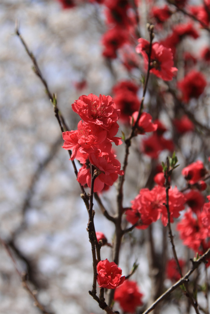 花桃も満開かな。。。_d0152261_2130224.jpg