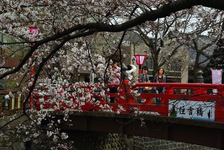 むすびの地周辺の桜が満開_f0106664_22422223.jpg