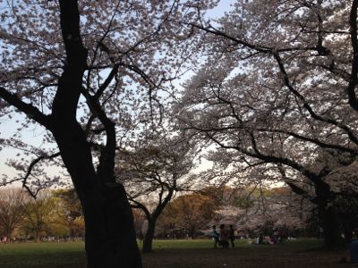 お花見(o^^o)☆代々木公園_c0151965_1684317.jpg