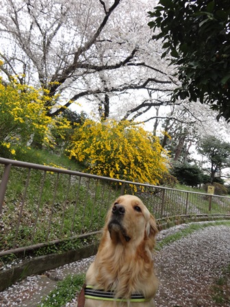 東京の桜とジャスパー　2013_d0152765_22483916.jpg