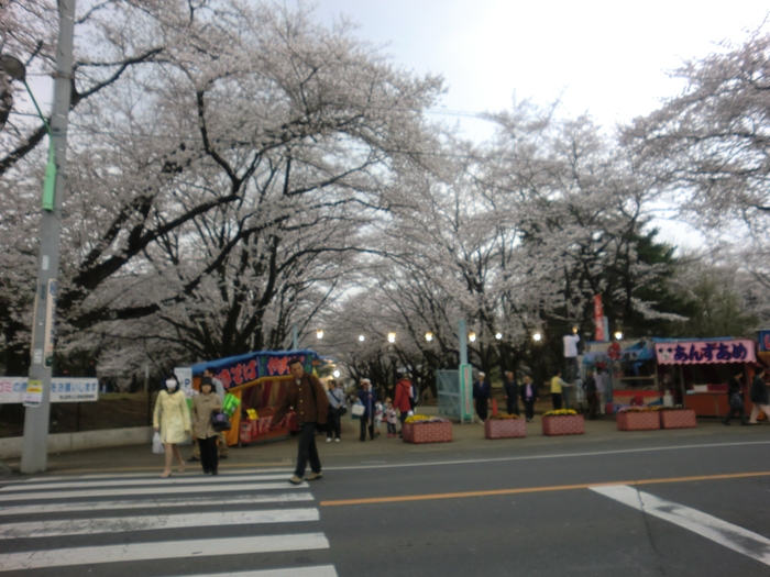 お花見　稲荷山公園_b0075575_23542740.jpg