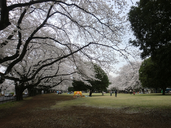 お花見　稲荷山公園_b0075575_23555028.jpg