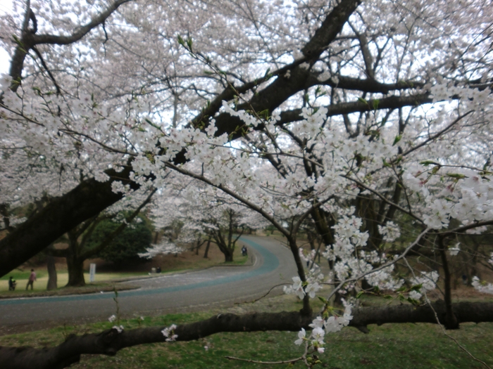 お花見　稲荷山公園_b0075575_2356574.jpg