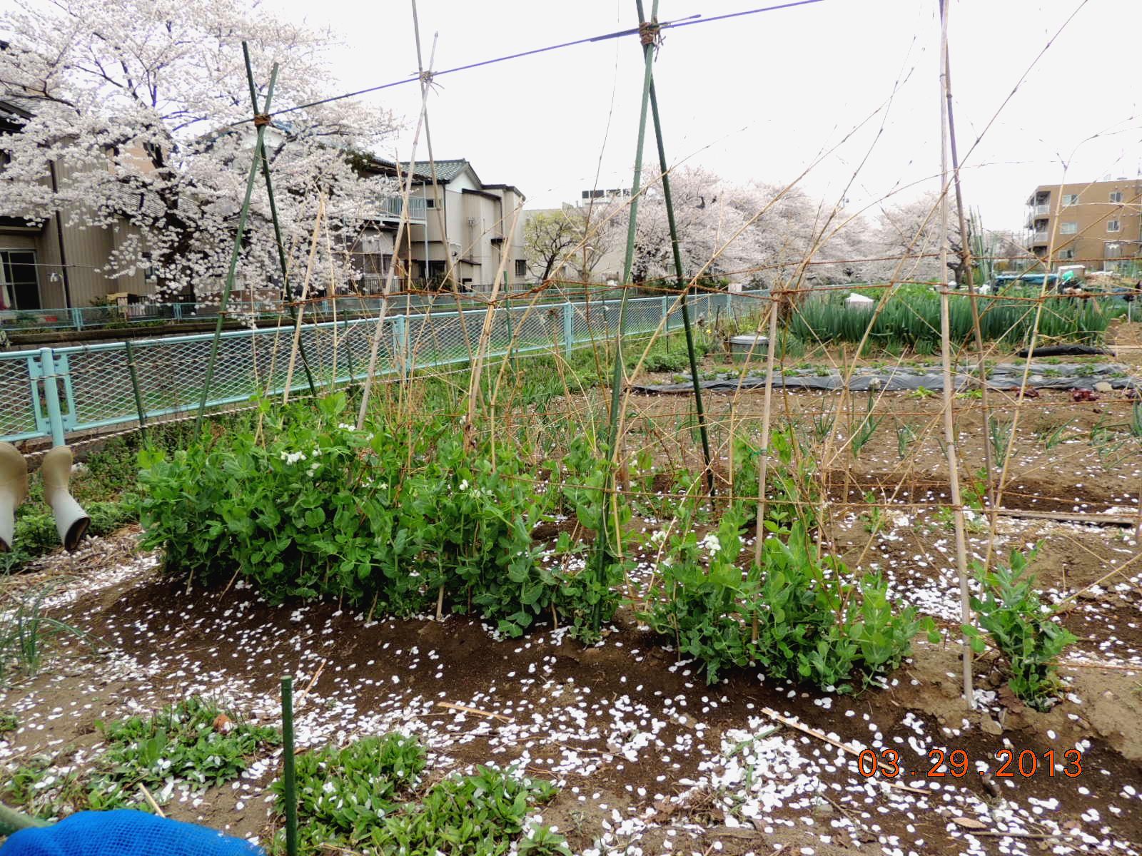 畑に桜吹雪_f0104277_17522247.jpg