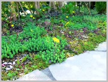 もりもりセダム My Brilliant Succulents