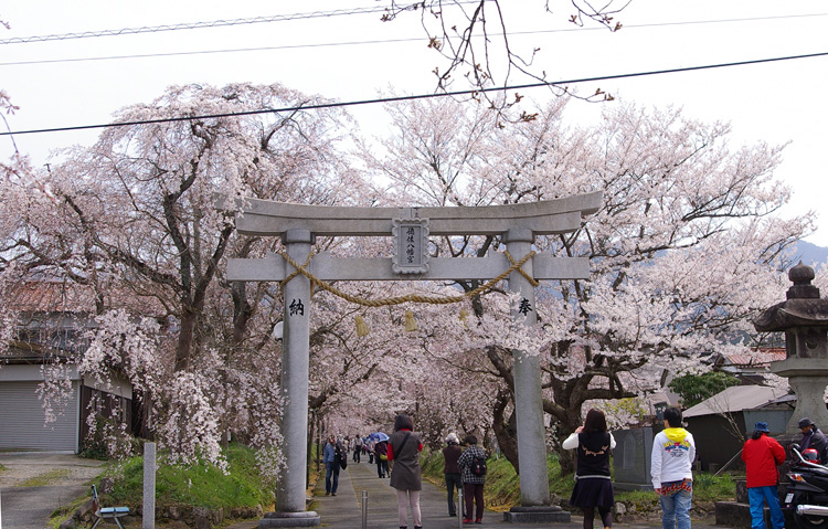 早咲きの枝垂桜_f0130879_2139338.jpg
