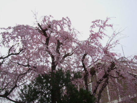 お庭の枝垂れ桜_f0039281_21544159.jpg