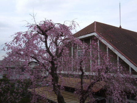 お庭の枝垂れ桜_f0039281_21562358.jpg