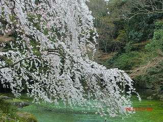 京都 気ままな、一人旅♪　（御苑・新島八重さん邸へ）_a0185783_15101032.jpg