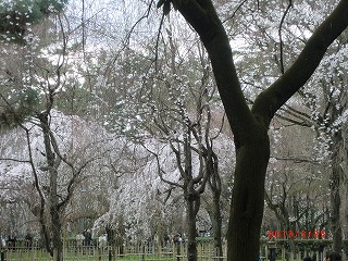 京都 気ままな、一人旅♪　（御苑・新島八重さん邸へ）_a0185783_15154282.jpg