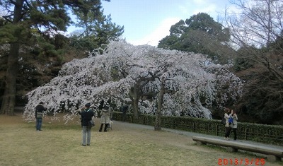 京都 気ままな、一人旅♪　（御苑・新島八重さん邸へ）_a0185783_1534070.jpg