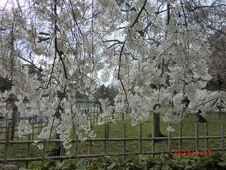 京都 気ままな、一人旅♪　（御苑・新島八重さん邸へ）_a0185783_1571072.jpg