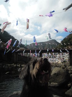 阿蘇山周辺まで春のドライブ _d0195183_0174968.jpg