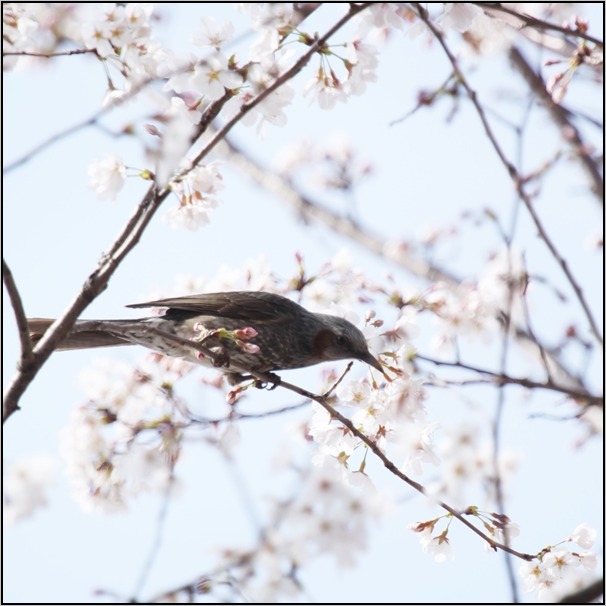 桜　ヒヨドリ_e0027083_22553327.jpg