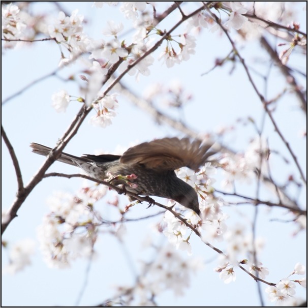 桜　ヒヨドリ_e0027083_22555730.jpg