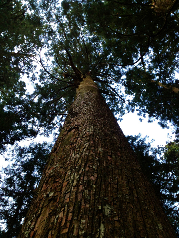 2013/03/26-27　高知県土佐久礼の旅＆横倉山トレイルセッション_b0220886_1122371.jpg