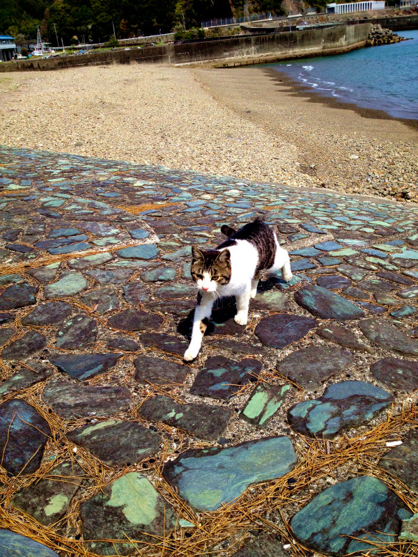 2013/03/26-27 高知県土佐久礼の旅&横倉山トレイルセッション_b0220886_116054.jpg