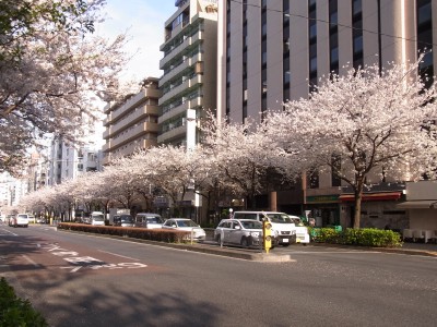 桜レポート2013東京編_a0158790_0124538.jpg