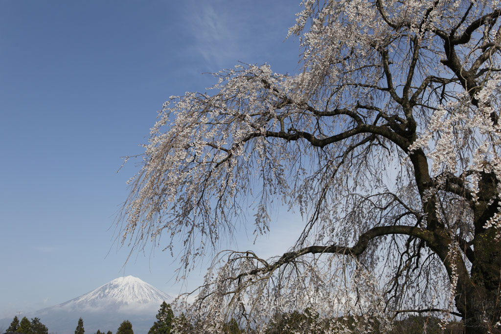 桜と富士山 [Sakura & Fujisan]_b0064396_18572480.jpg