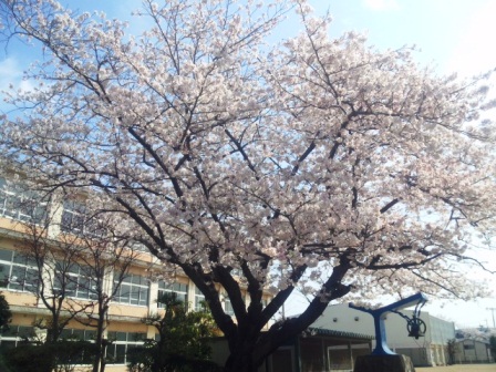 桜～。_e0143298_15161584.jpg