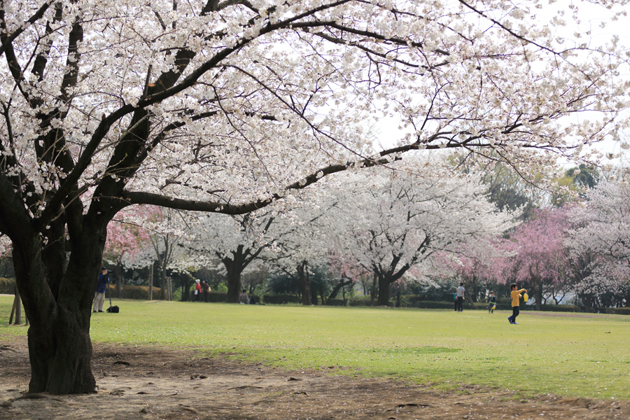 桜・さくら・サクラ_e0308998_14122844.jpg