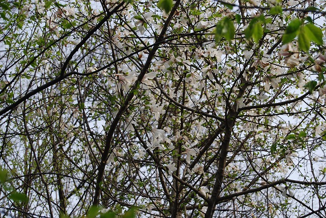 c0124100_20584023.jpg