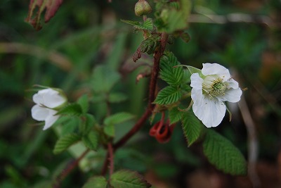 c0124100_2121368.jpg