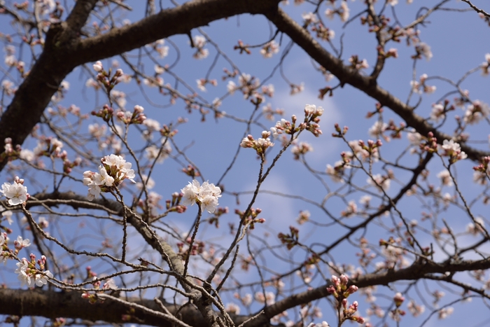 桜_d0288500_7113713.jpg