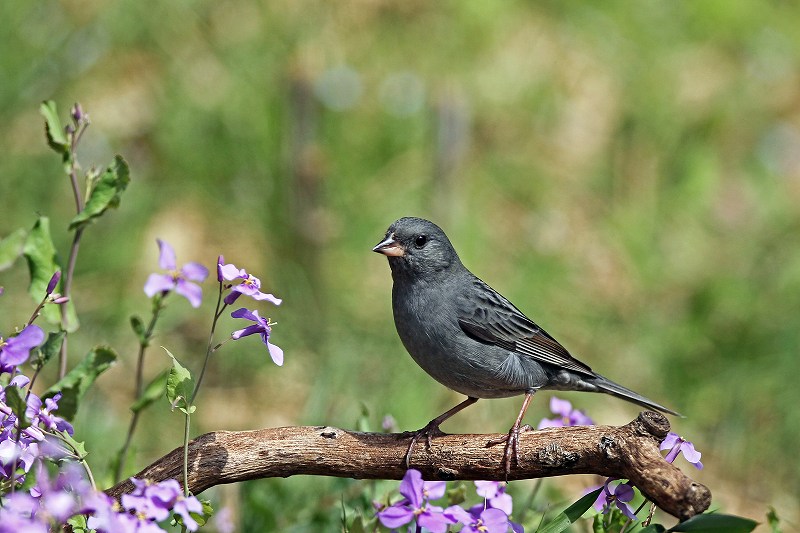 灰色のホオジロ クロジ 武蔵野の野鳥