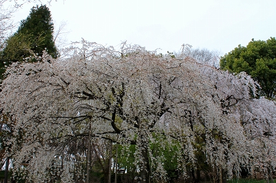 枝垂桜_d0292102_2371867.jpg