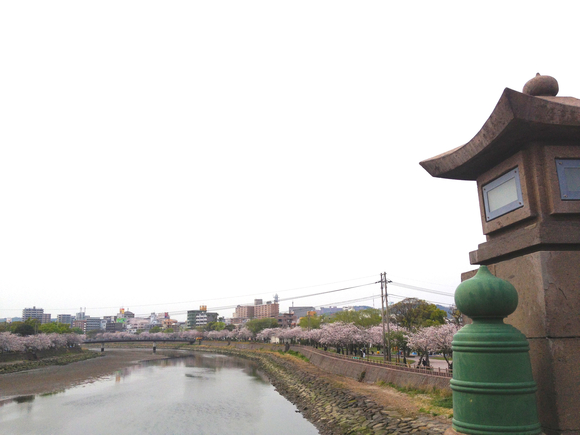 2013年3月 桜 鹿児島市にて_d0130303_1433837.jpg