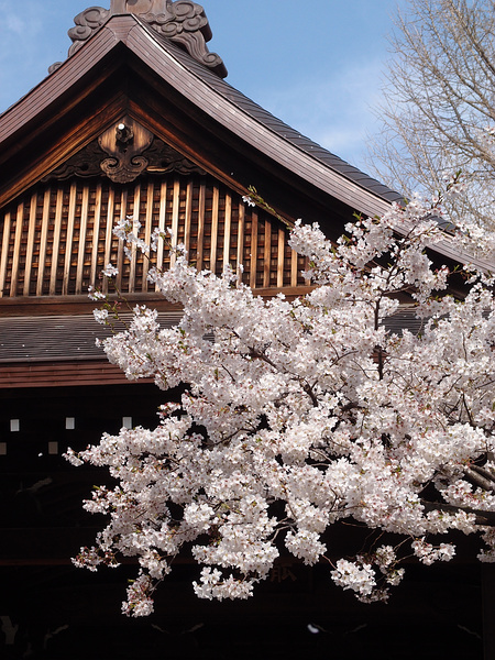 靖国神社の桜_f0180607_0463275.jpg