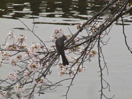 花曇りの岐阜県各務ケ原市『新境川』の桜は？（2013年3月29日現在）_b0051109_10123450.jpg