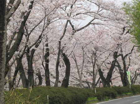 花曇りの岐阜県各務ケ原市『新境川』の桜は？（2013年3月29日現在）_b0051109_1013983.jpg