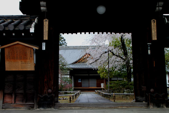 さくら満開6 上品蓮台寺_e0048413_1740192.jpg