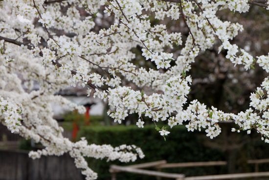さくら満開6 上品蓮台寺_e0048413_1741343.jpg