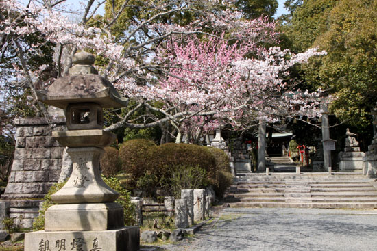 さくら満開8 三宅八幡宮_e0048413_18521146.jpg
