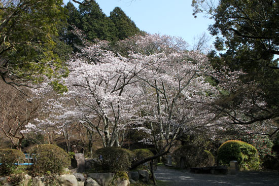 さくら満開8 三宅八幡宮_e0048413_18523750.jpg