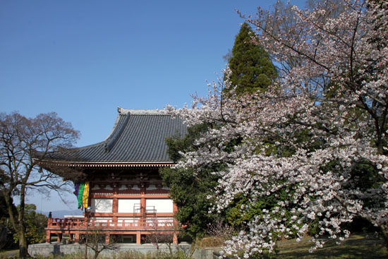 さくら満開9 智積院_e0048413_20175070.jpg